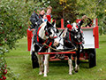 Horse drawn wagon rides
