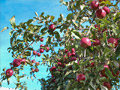 Hidden Cove Orchard - Minnesota Apple Orchard