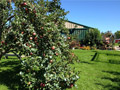 Hidden Cove Orchard - Minnesota Apple Orchard