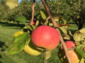 Hidden Cove Orchard - Minnesota Apple Orchard