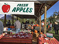 Hidden Cove Orchard - Minnesota Apple Orchard