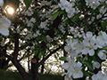 Hidden Cove Orchard - Minnesota Apple Orchard