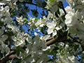 Hidden Cove Orchard - Minnesota Apple Orchard