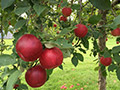 Hidden Cove Orchard - Minnesota Apple Orchard