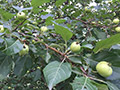 Hidden Cove Orchard - Minnesota Apple Orchard