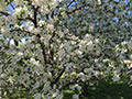 Hidden Cove Orchard - Minnesota Apple Orchard