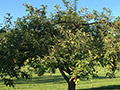 Hidden Cove Orchard - Minnesota Apple Orchard