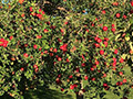 Hidden Cove Orchard - Minnesota Apple Orchard