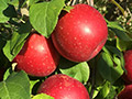 Hidden Cove Orchard - Minnesota Apple Orchard