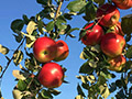 Hidden Cove Orchard - Minnesota Apple Orchard