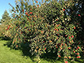 Hidden Cove Orchard - Minnesota Apple Orchard