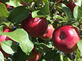Hidden Cove Orchard - Minnesota Apple Orchard