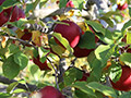 Hidden Cove Orchard - Minnesota Apple Orchard