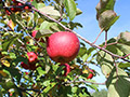 Hidden Cove Orchard - Minnesota Apple Orchard
