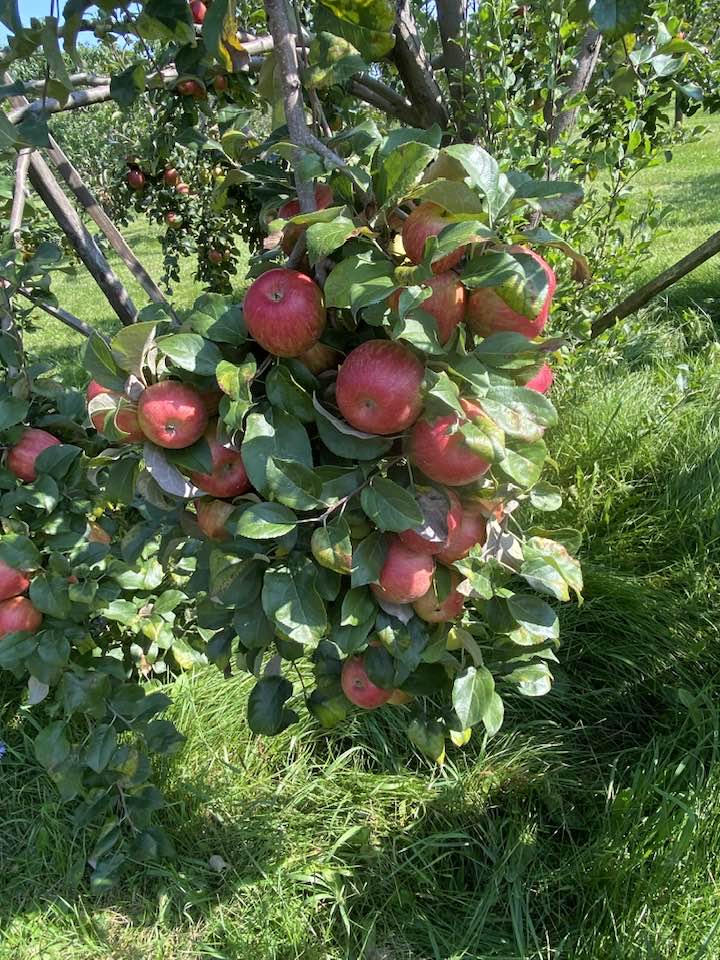 Hidden Cove Orchard - Minnesota Apple Orchard
