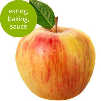 Honey Crisp Apple