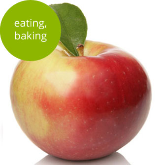 Zestar Apple