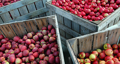Crates of Apples | Apple Varieties